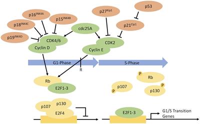 Decoupling Growth and Protein Production in CHO Cells: A Targeted Approach